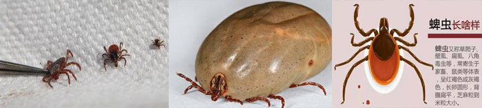 蜱蟲(chóng)111.jpg